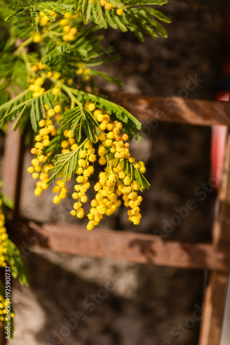 vertical close up of blooming mimosa branch with yellow flowers and soft blurred background, Mimosa festival