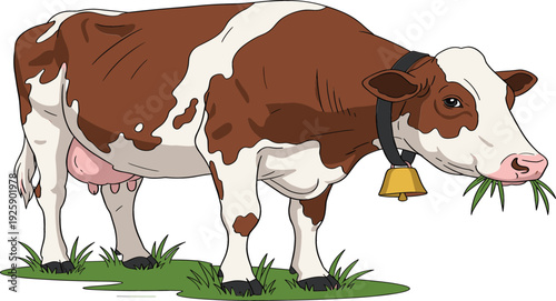Brown and White Dairy Cow Grazing on Grass Vector Illustration Farm Animal with Bell Collar Rural Agriculture Scene
