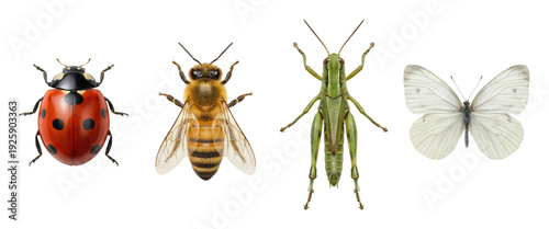 Insect showcase ladybug bee grasshopper butterfly nature isolated on transparent background