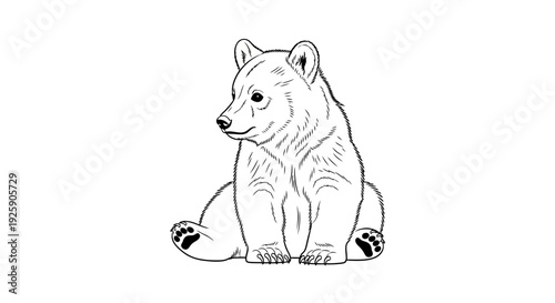 Adorable baby bear cub sitting peacefully hand-drawn illustration.
