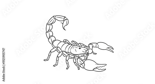 Detailed Line Art Drawing of a Scorpion on White Background.