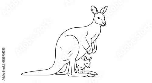 Kangaroo and Joey Line Art Illustration.