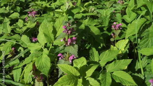 Wallpaper Mural Vibrant purple-pink flowers of Lamium maculatum stand out against a dense backdrop of serrated green leaves and Aegopodium podagraria, capturing a lush, wild meadow atmosphere in daylight.  Torontodigital.ca