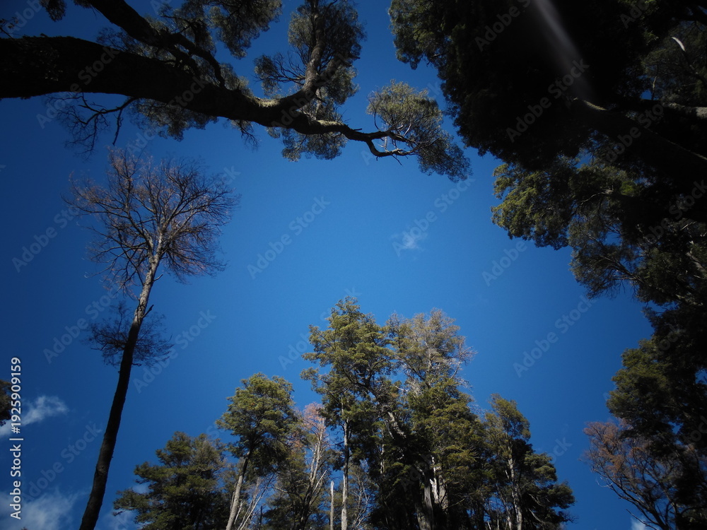 Obraz premium Vista desde abajo de un bosque con cielo azul