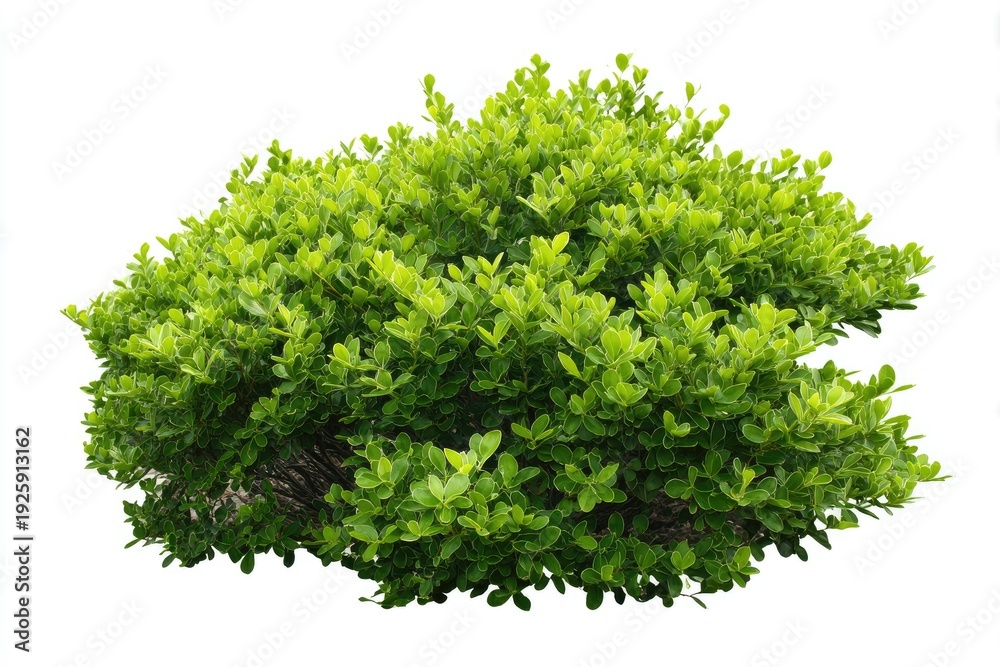 Obraz premium A vibrant, lush green bush with dense foliage and a rounded shape
