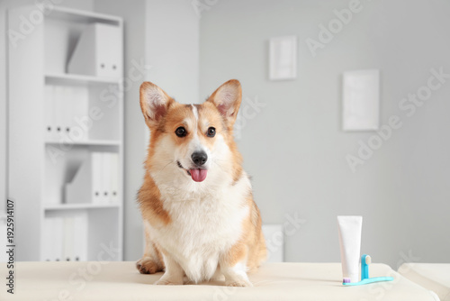 Cute Corgi dog with toothbrushes and toothpaste sitting on table in vet clinic