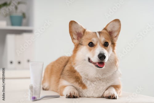 Cute Corgi dog with toothbr...