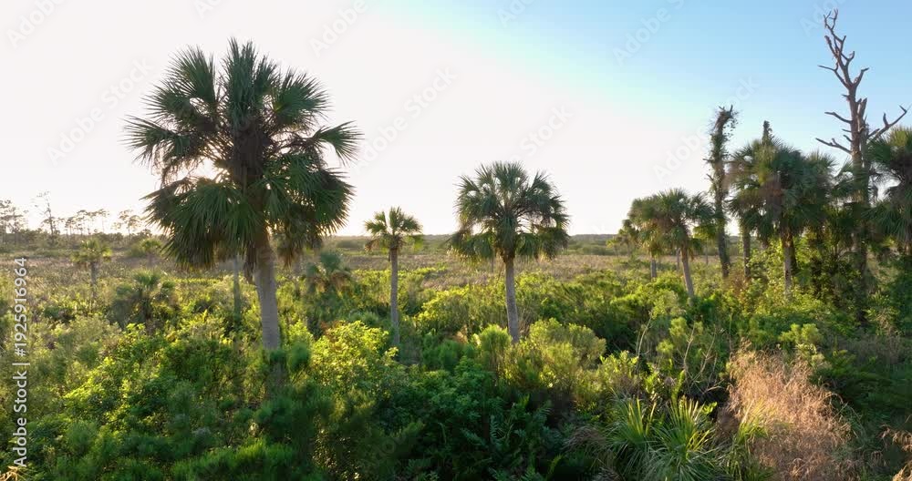 custom made wallpaper toronto digitalFlorida subtropical jungles with green palm trees and wild vegetation in southern USA. Dense rainforest ecosystem