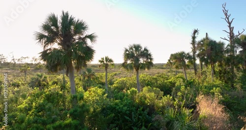 Wallpaper Mural Florida subtropical jungles with green palm trees and wild vegetation in southern USA. Dense rainforest ecosystem Torontodigital.ca