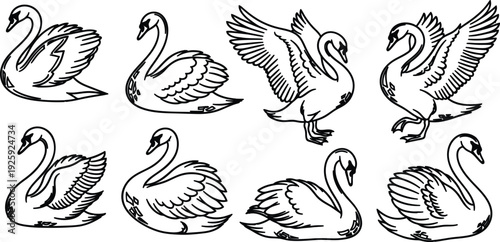 Eight swans in various poses with spread and folded wings  animal graphics
