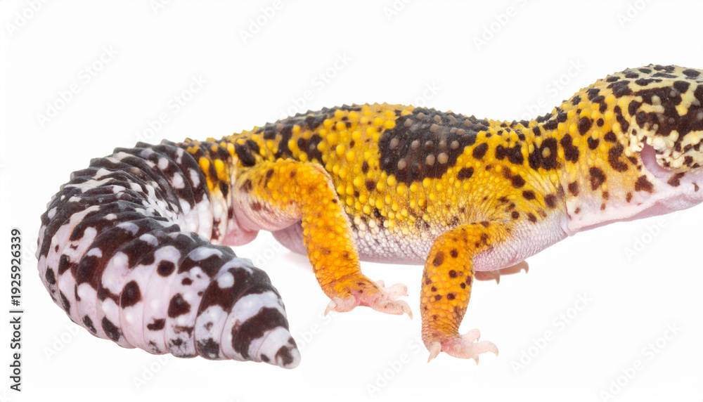 Obraz premium Two leopard geckos on white background, studio shot, side view, reptiles together, isolated environment, detailed texture and color.