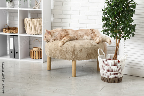 Cute Maine Coon cat lying o...