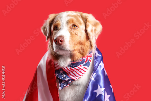 Cute Australian Shepherd do...