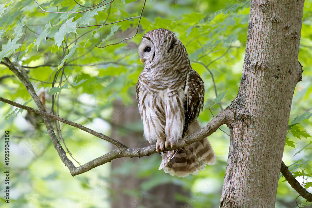 Fototapeta premium Side view of barred owl Strix varia perched in a maple tree in southern Ontario Canada