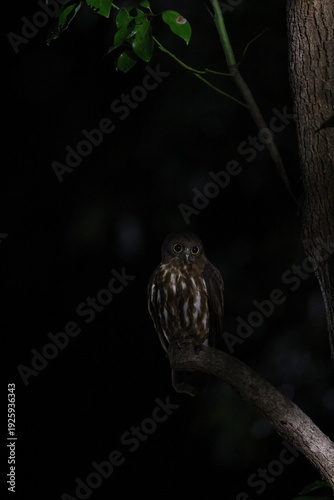 Foto The northern boobook (Ninox japonica) belongs to the family Strigidae (true owls) and is a raptorial owl endemic to eastern and southern countries of Asia