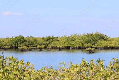 Mangroves and water