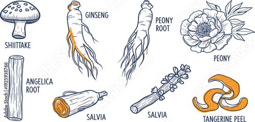 Collection of assorted herbs and flowers illustrated in a botanical style