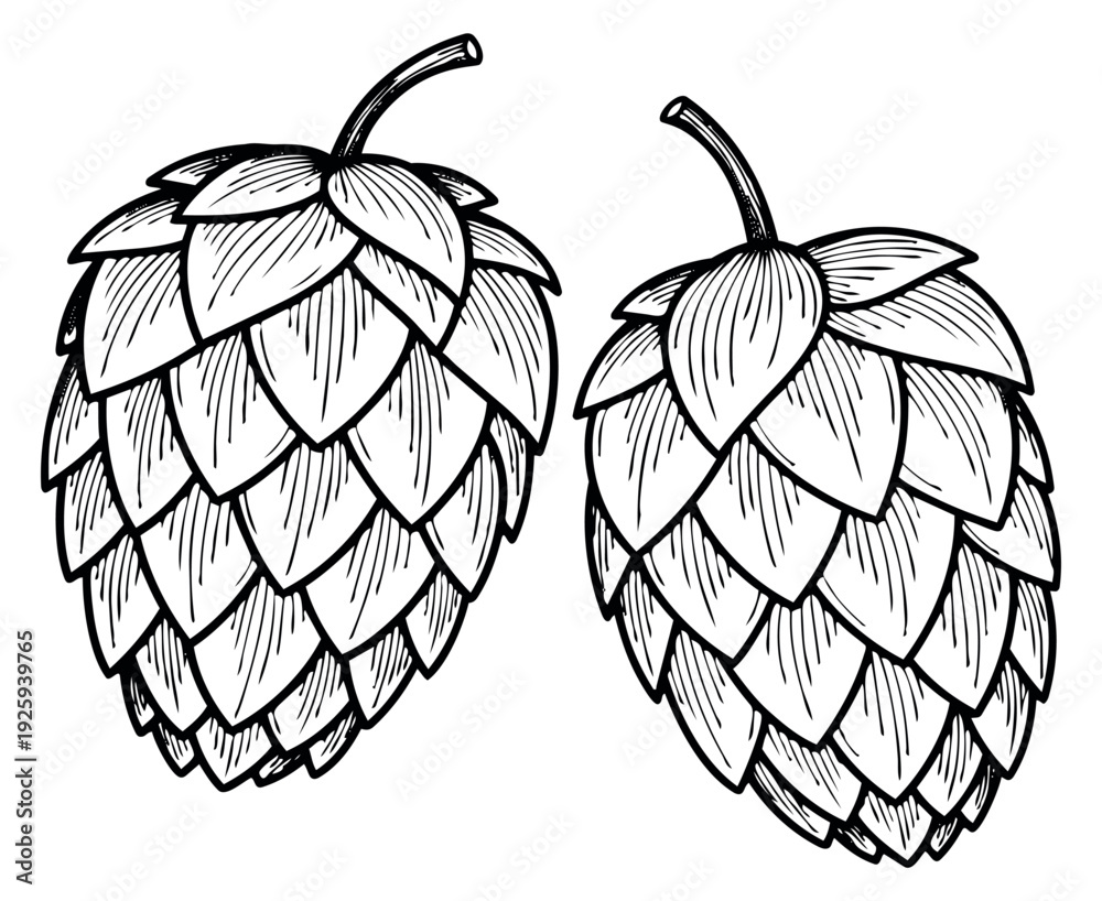 Fototapeta premium Hand drawn line art hop set featuring two hop cones for craft beer branding