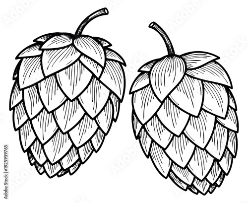 Hand drawn line art hop set featuring two hop cones for craft beer branding