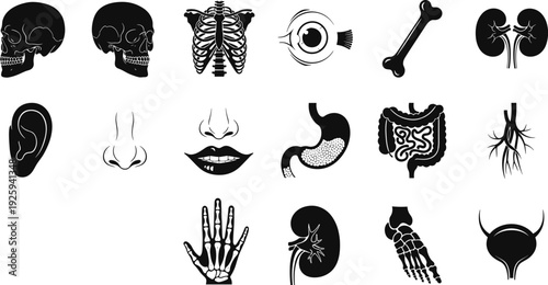 Human Anatomy Black Silhouette Vector Icon Set, Skull Rib Cage Eye Bone Kidney Ear Nose Mouth Stomach Intestines, Medical Biology Education Graphics Collection