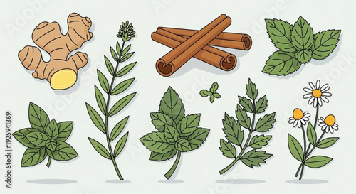 Herbs and spices illustrations including ginger cinnamon mint leaves chamomile flowers and various green plants on a light background for culinary or medicinal use