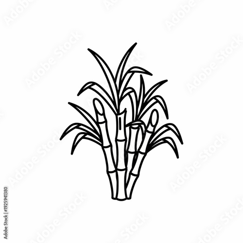 A simple black and white illustration of sugarcane plant. A plant commonly used to produce sugar