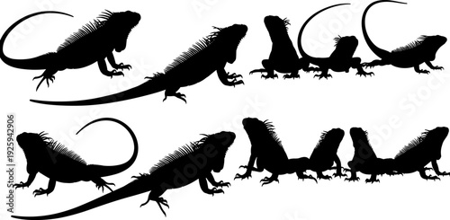 Iguana lizard silhouettes vector collection, reptile poses illustration in black, tropical wildlife animal set for nature, biology, zoo, and design projects