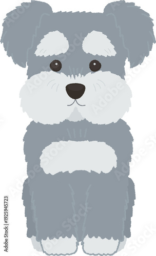 Cute Miniature Schnauzer Sitting Front Normal Vector Illustration