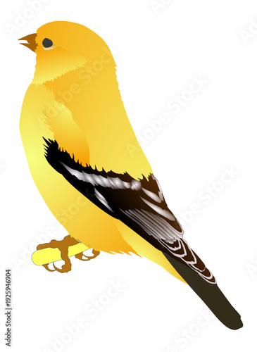 Beautiful colorful wildlife illustration of a cute yellow and blue tit bird with a small beak perched on a green tree branch isolated on white