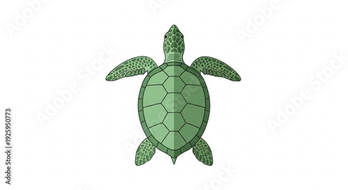 Green sea turtle from above with extended flippers on white background