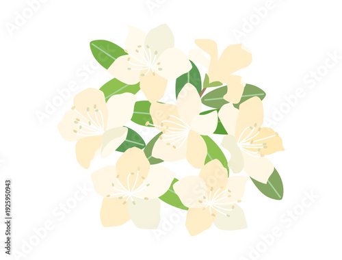 白いツツジをイメージしたイラスト