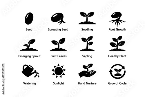 Plant growth stages diagram: seed to healthy plant