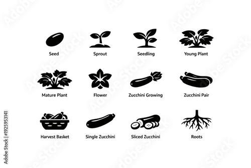 Seed to harvest: stages of zucchini growth illustrated in icons