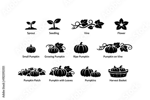 Growth stages: sprout to harvest basket with pumpkins and vines