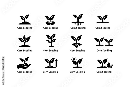 Corn seedling growth icons set: germination to maturity stages illustrated