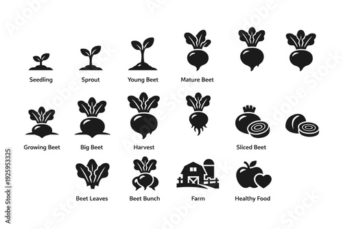 Beet growth stages and icons: seedling to harvest with farm elements
