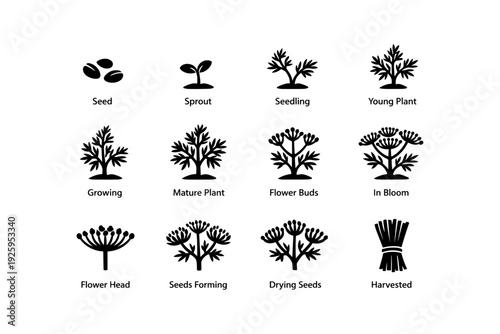 Black silhouette plant growth stages from seed to harvest icon set