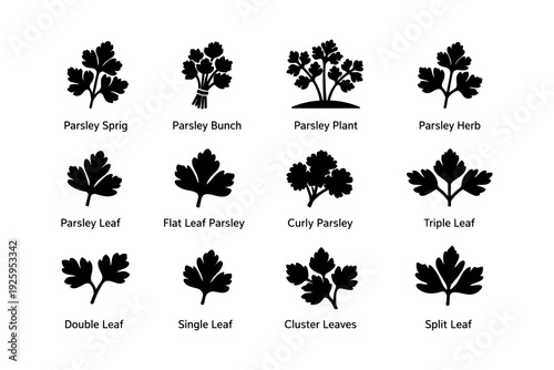 Parsley silhouette variations: sprig, bunch, leaf, herb, plant types illustrated