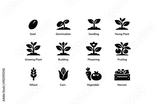 Stages of plant growth and harvest: icons of seed, germination, seedling, and more