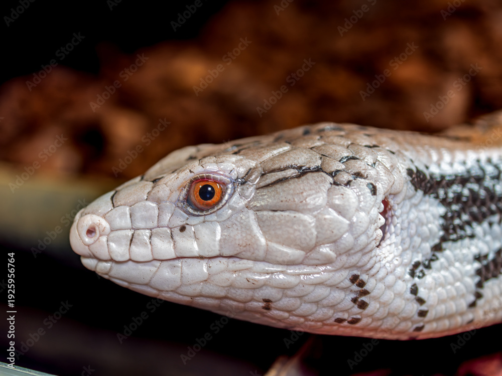 Fototapeta premium アオジタトカゲ