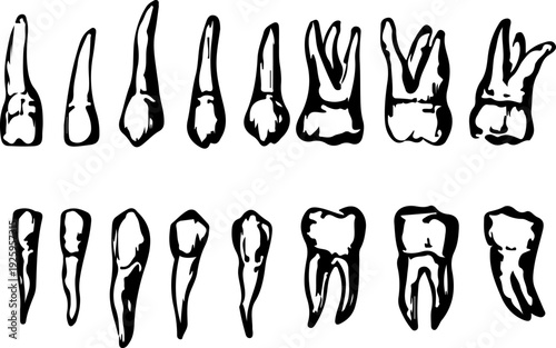 Detailed Hand-Drawn Dental Anatomy Illustrations Featuring Human Molars, Incisors, and Canines in a Vintage Medical Sketch Style
