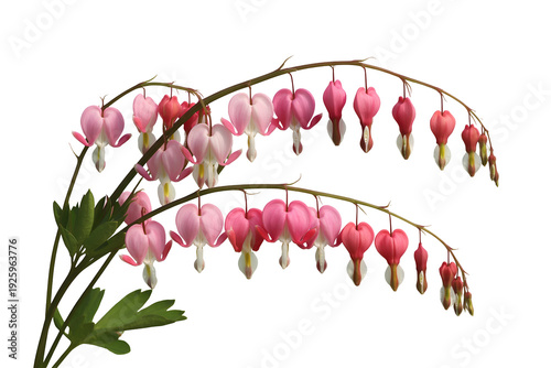 Beautiful pink bleeding heart flowers on delicate stems