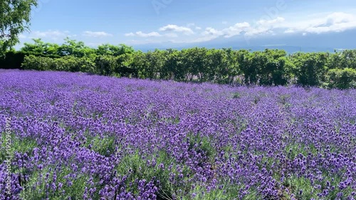 一面に広がるラベンダー畑、富良野の夏