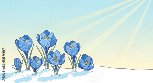 Blue crocus flowers bloom in snowy landscape with sunshine rays in spring