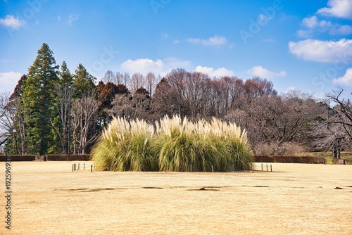 神大植物園のパンパスグラス