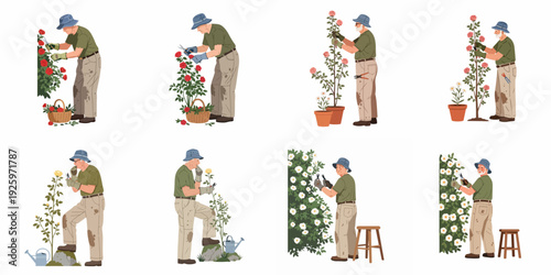 Elderly Man Gardening Roses: A set of illustrations depicting an active senior pruning, cultivating, and enjoying various types of roses.