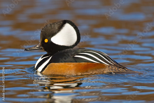 Slika na platnu Male Hooded Merganser, Lophodytes cucullatus