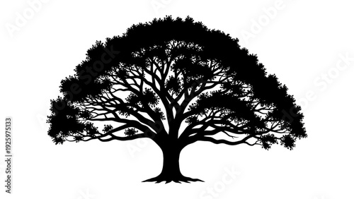 Majestic Silhouetted Tree with Sprawling Branches Against a White Background