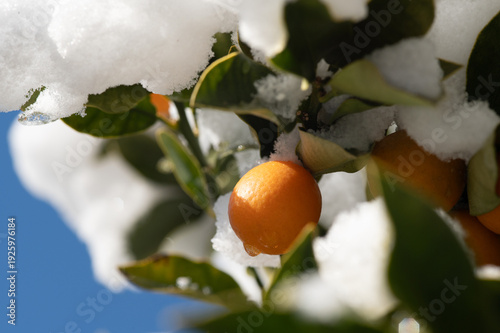 雪の積もったオレンジ色の金柑