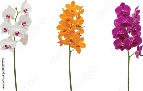 Colorful orchid flowers vector illustration set with white orange and purple blooms isolated on white background